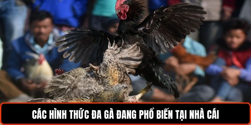 cac-hinh-thuc-da-ga-dang-pho-bien-tai-nha-cai