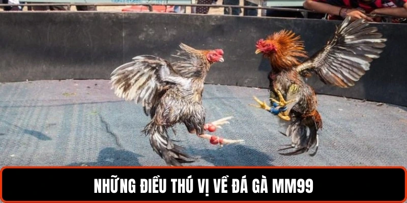 nhung-dieu-thu-vi-ve-da-ga-mm99