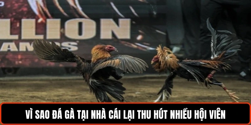 vi-sao-da-ga-tai-nha-cai-lai-thu-hut-nhieu-hoi-vien