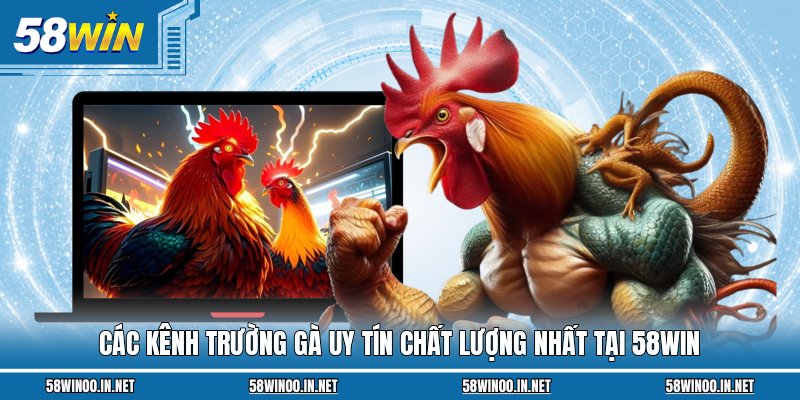 Các kênh trường gà uy tín chất lượng nhất tại 58Win