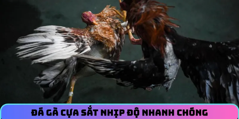 da-ga-ip88-da-ga-cua-sat
