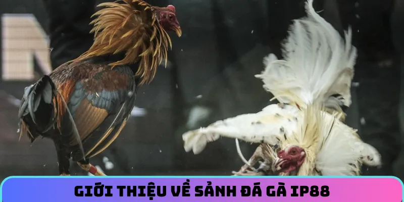 da-ga-ip88-gioi-thieu-sanh