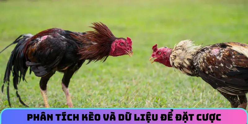 da-ga-ip88-phan-tich-keo